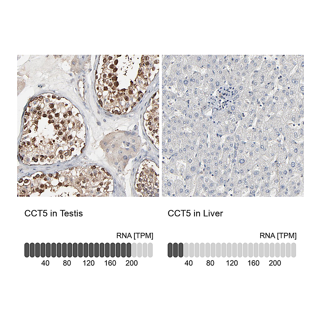 Atlas Antibodies Anti-CCT5 Antibody
