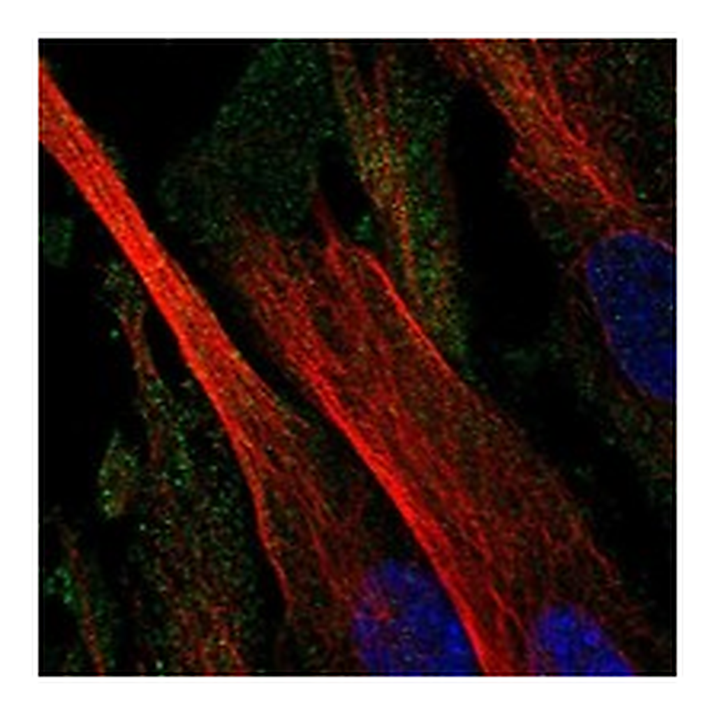 Atlas Antibodies Anti-CD109 Antibody