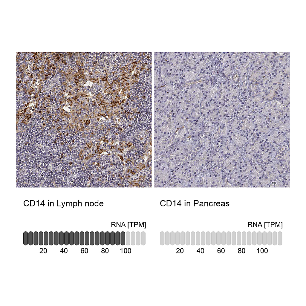 Atlas Antibodies Anti-CD14 Antibody