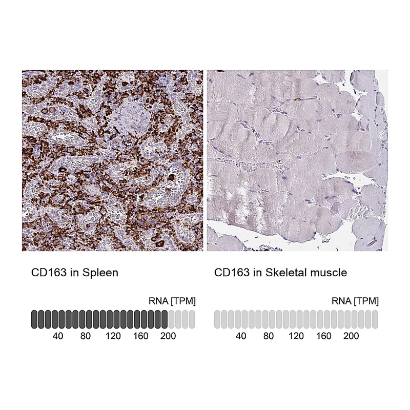 Atlas Antibodies Anti-CD163 Antibody