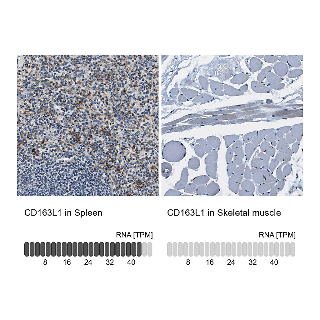 Atlas Antibodies Anti-CD163L1 Antibody