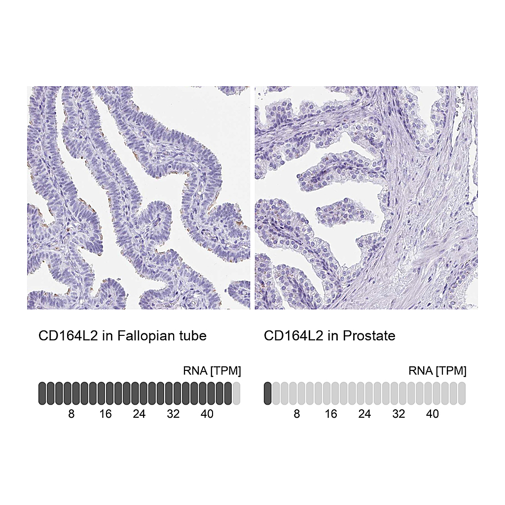 Atlas Antibodies Anti-CD164L2 Antibody