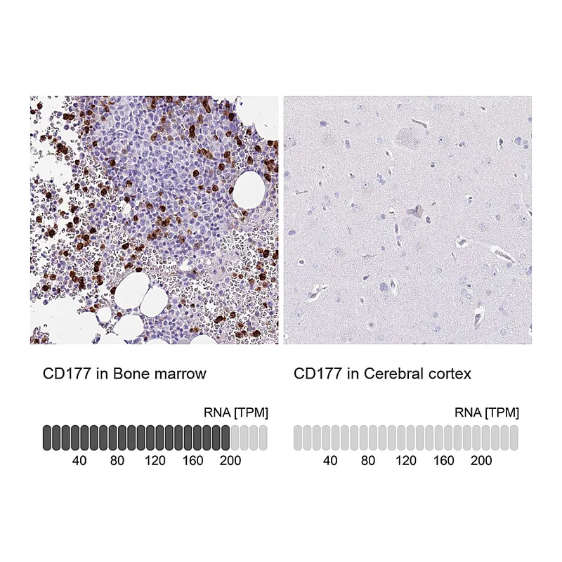 Atlas Antibodies Anti-CD177 Antibody