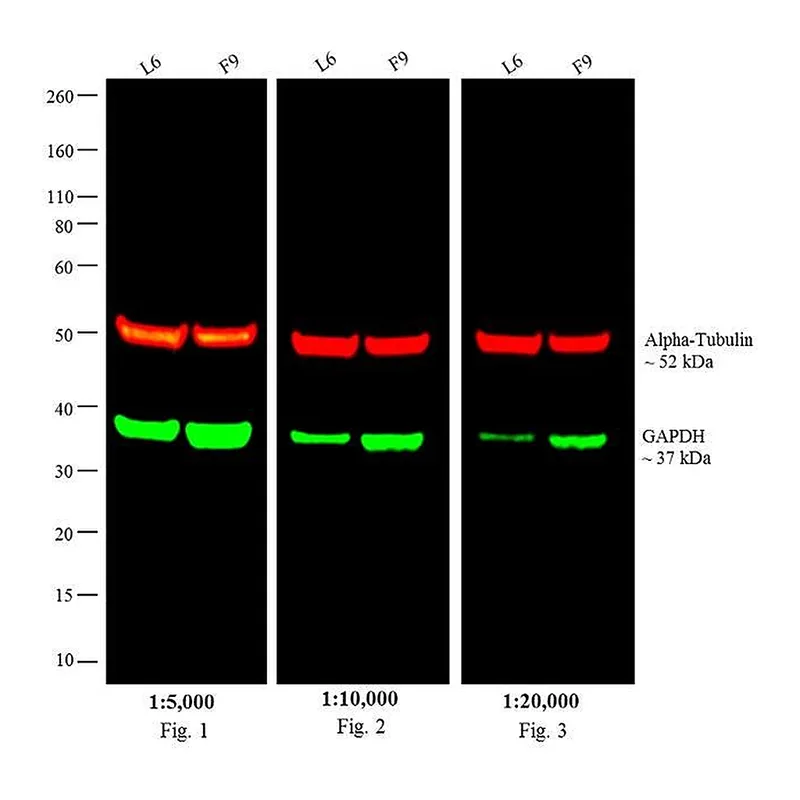 Thermo Fisher Scientific Goat anti-Rat IgG (H+L) Cross-Adsorbed Secondary Antibody, DyLight 680