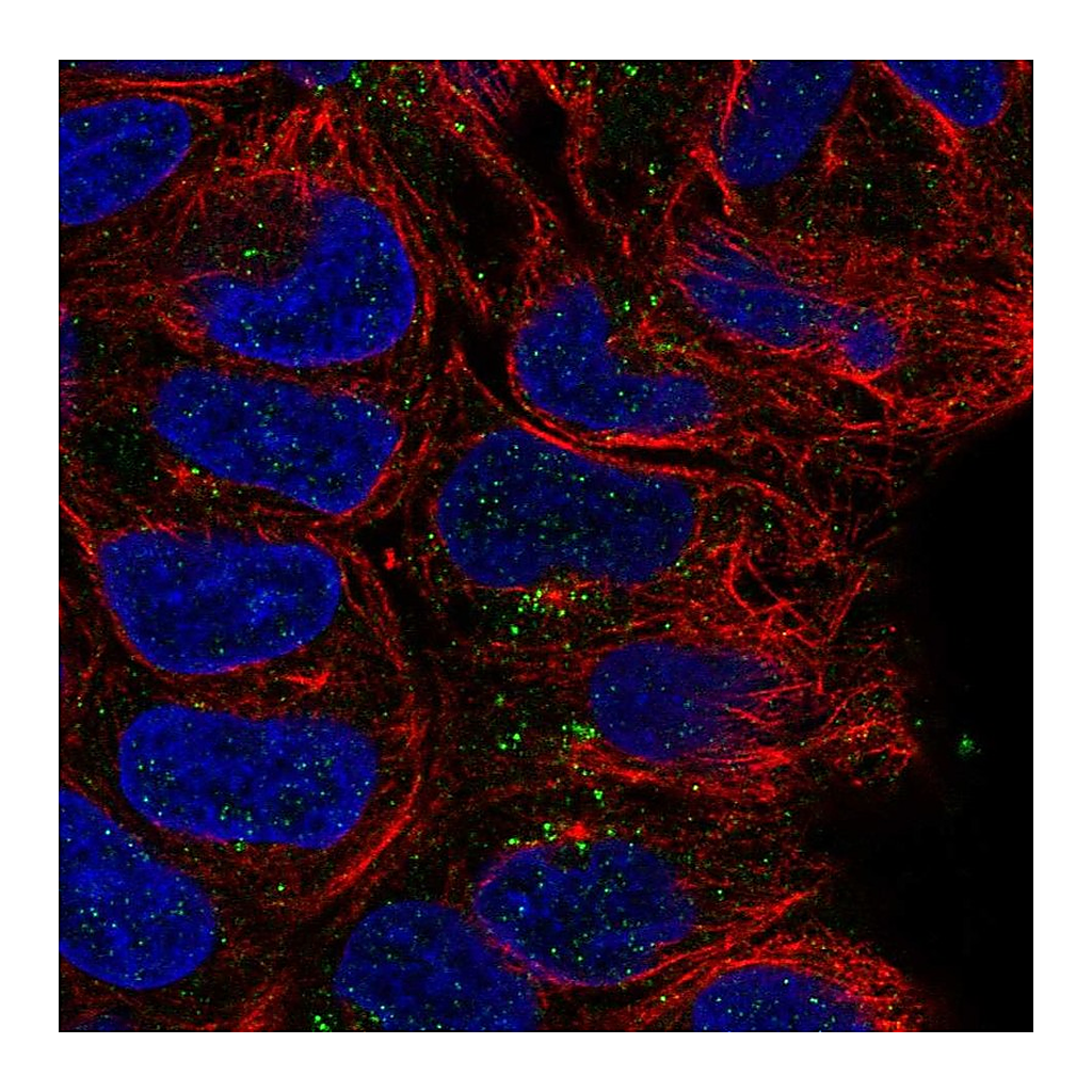 Atlas Antibodies Anti-CD24 Antibody