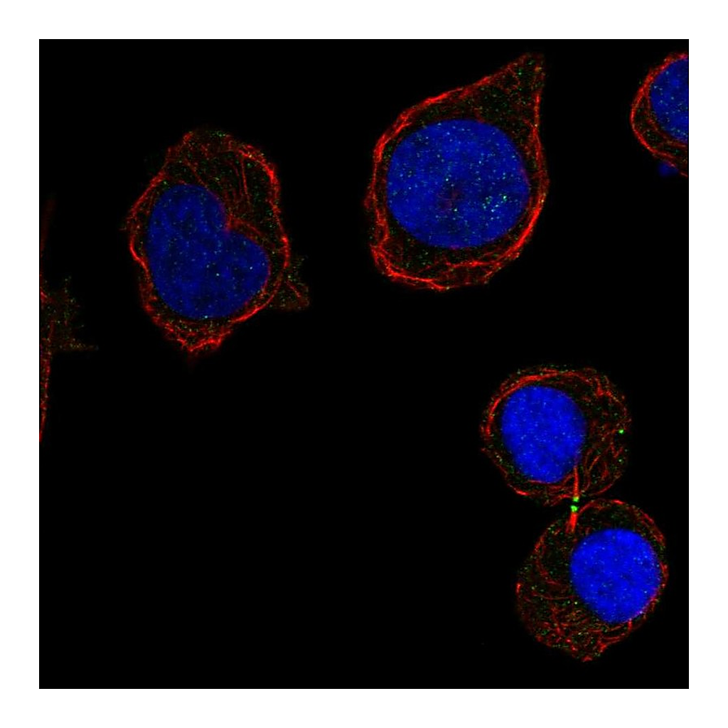 Atlas Antibodies Anti-CD226 Antibody