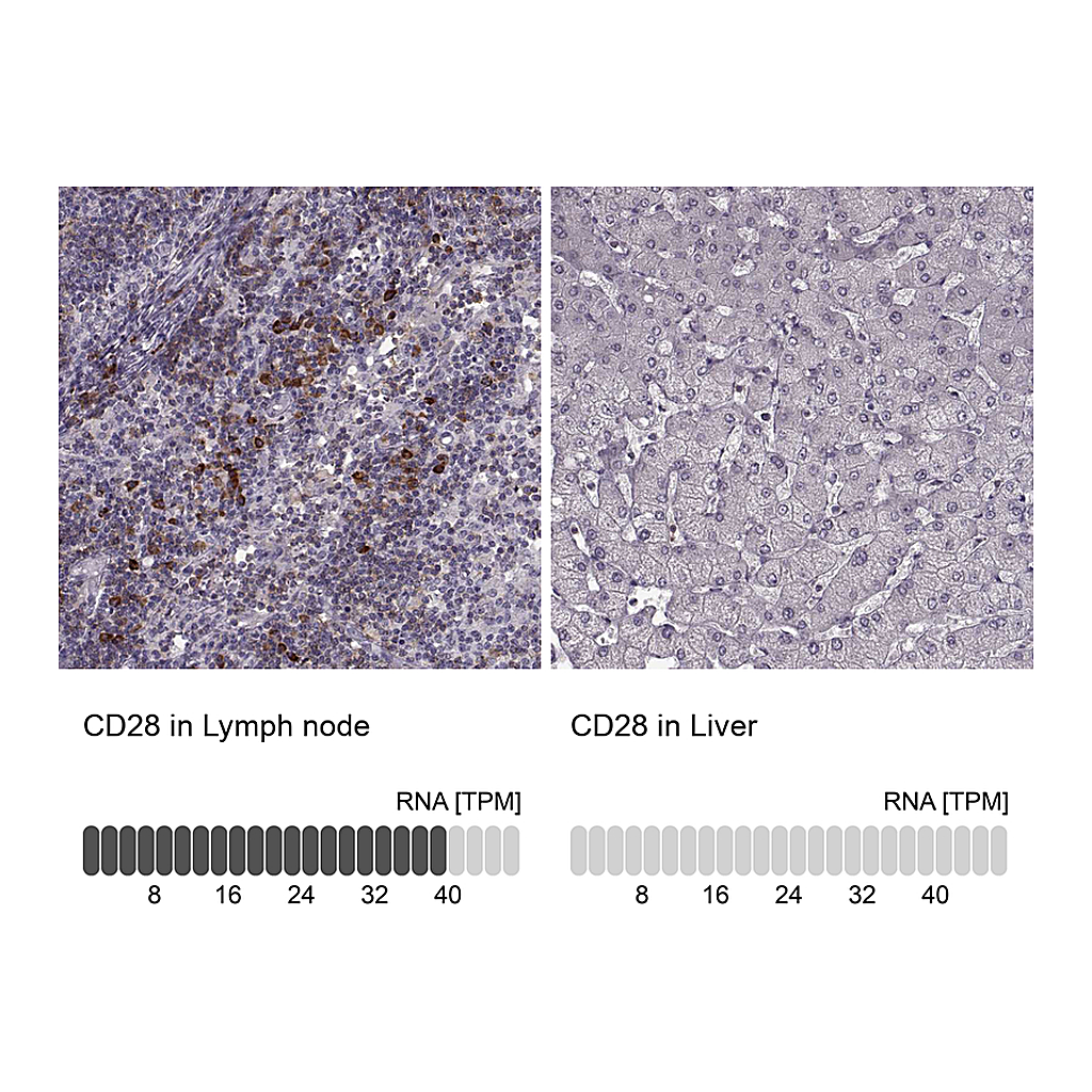 Atlas Antibodies Anti-CD28 Antibody