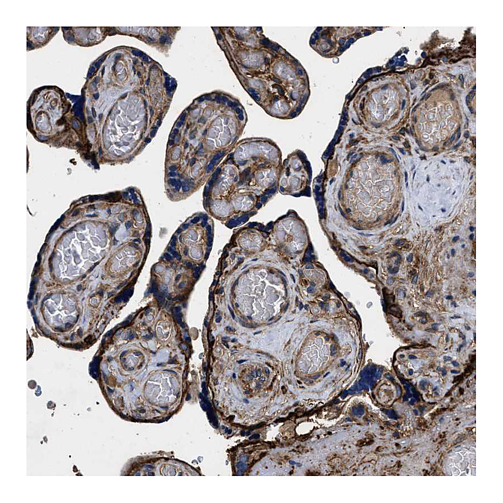 Atlas Antibodies Anti-CD276 Antibody