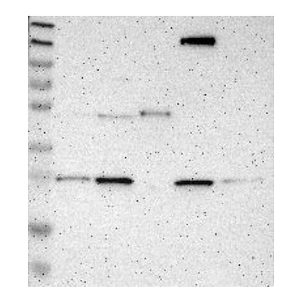 Atlas Antibodies Anti-CD300A Antibody