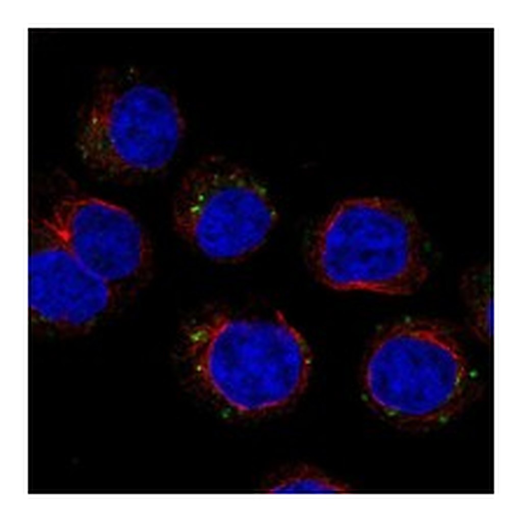 Atlas Antibodies Anti-CD300C Antibody