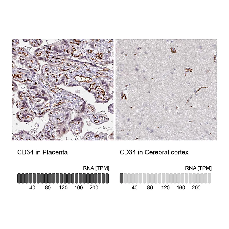 Atlas Antibodies Anti-CD34 Antibody