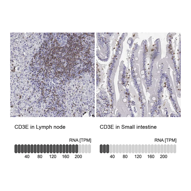 Atlas Antibodies Anti-CD3E Antibody