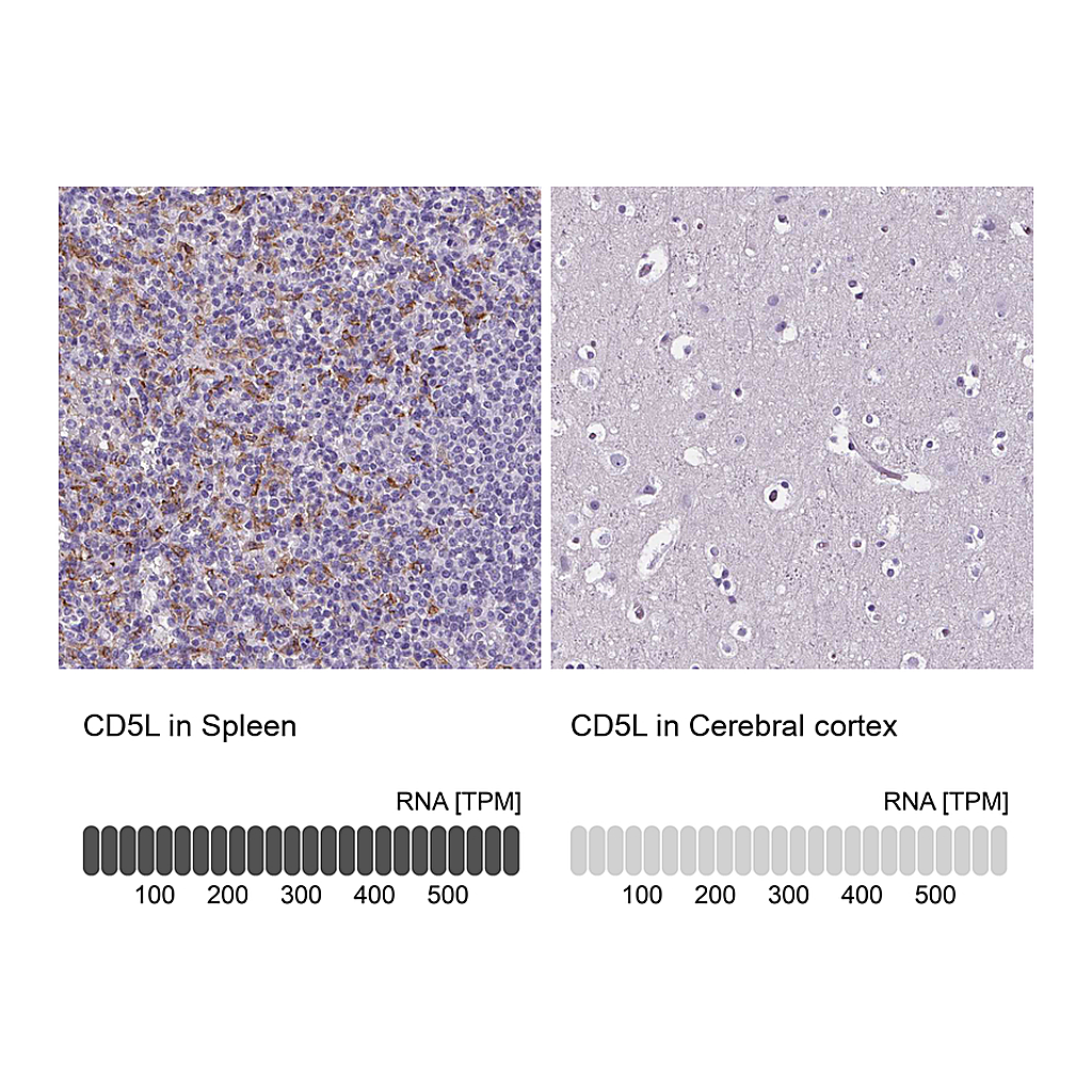 Atlas Antibodies Anti-CD5L Antibody