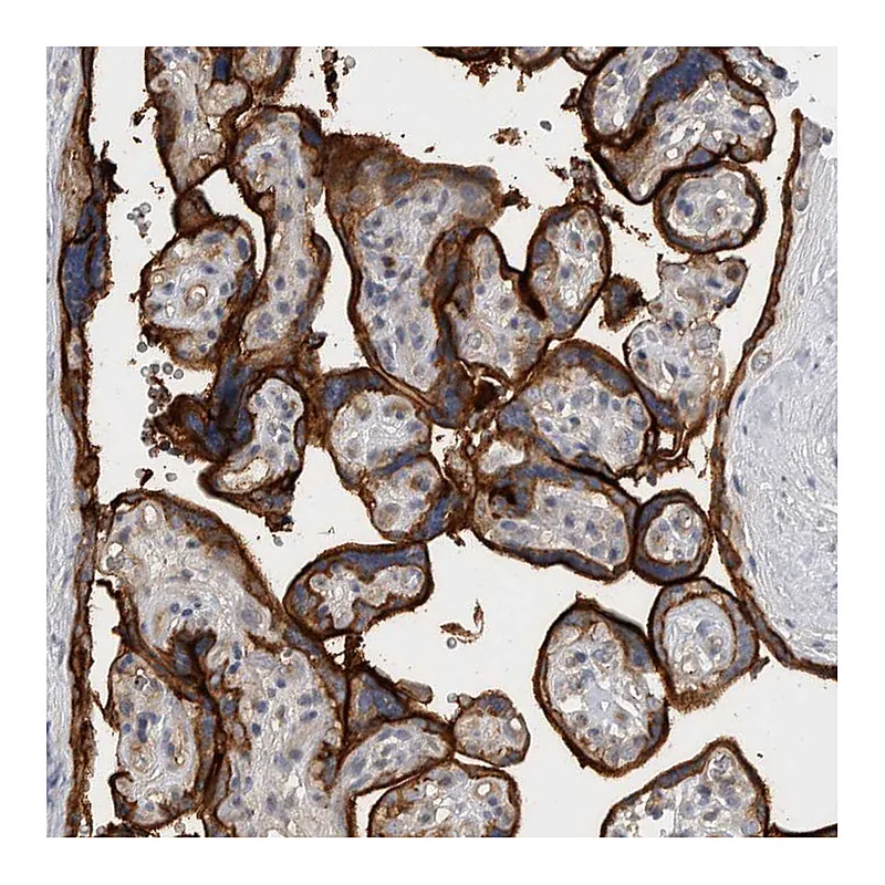 Atlas Antibodies Anti-CD59 Antibody