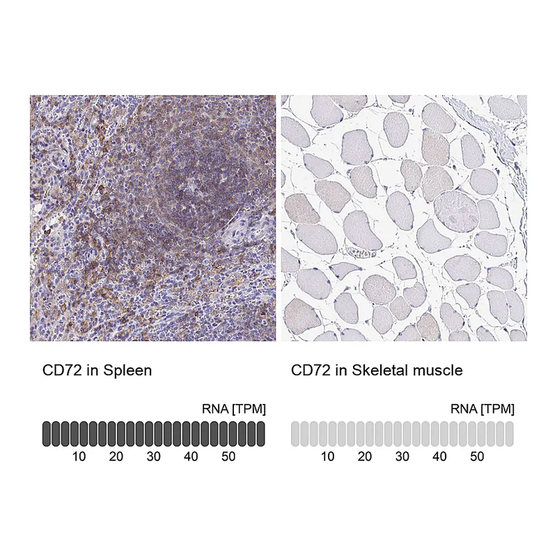 Atlas Antibodies Anti-CD72 Antibody