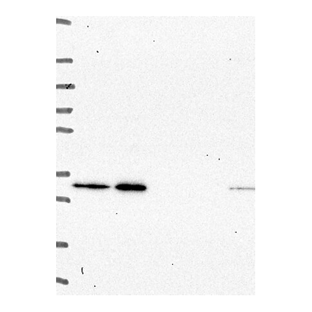 Atlas Antibodies Anti-CD84 Antibody