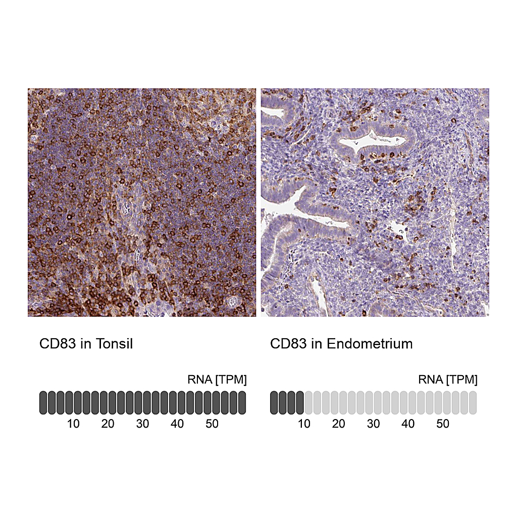 Atlas Antibodies Anti-CD83 Antibody