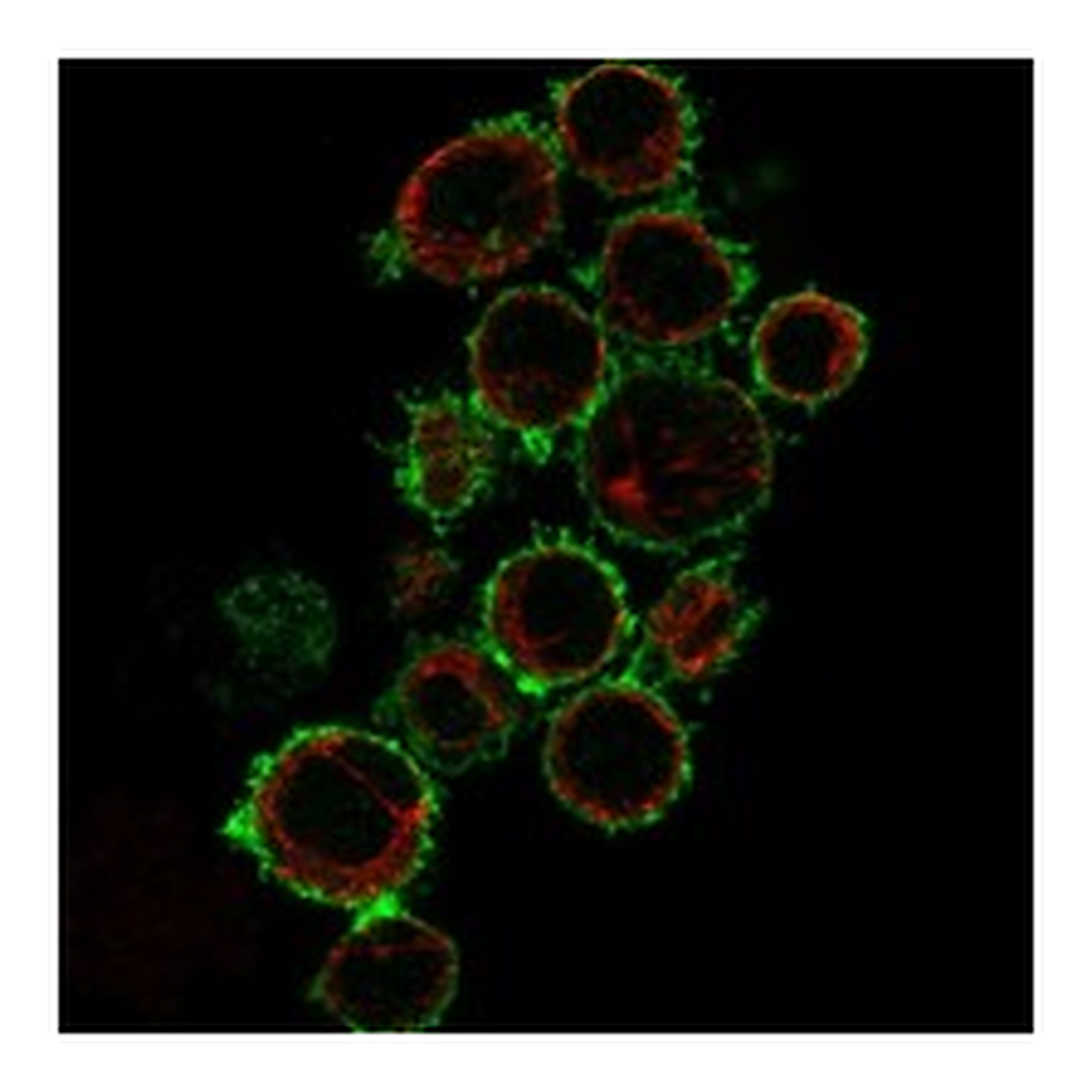 Atlas Antibodies Anti-CD86 Antibody