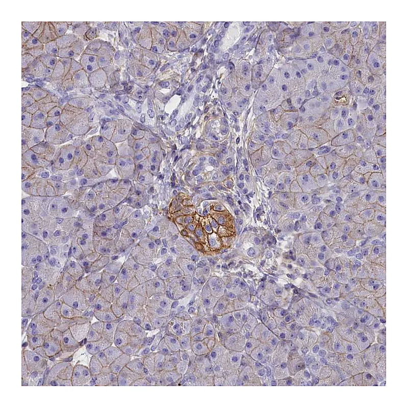 Atlas Antibodies Anti-CD99 Antibody