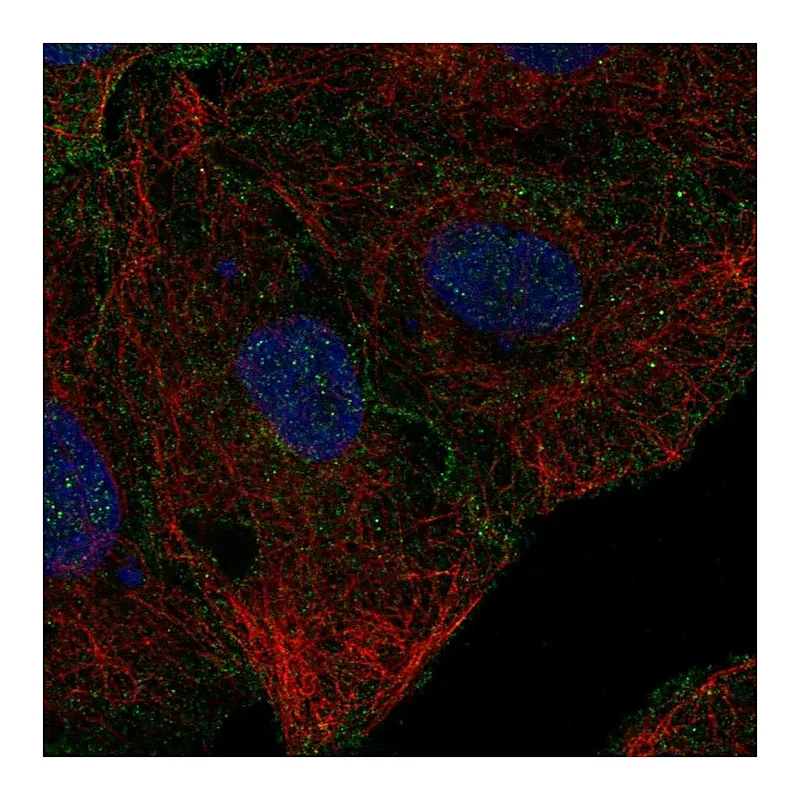 Atlas Antibodies Anti-CD99L2 Antibody