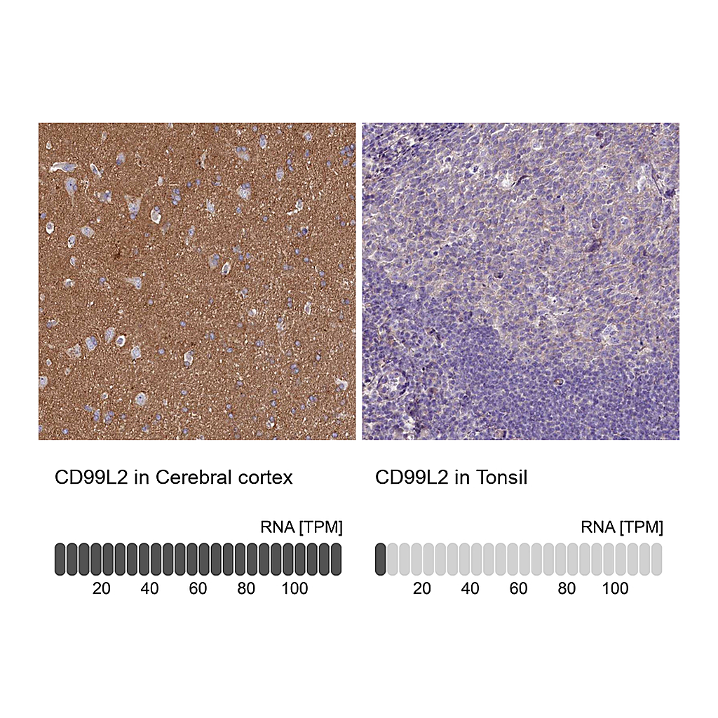 Atlas Antibodies Anti-CD99L2 Antibody