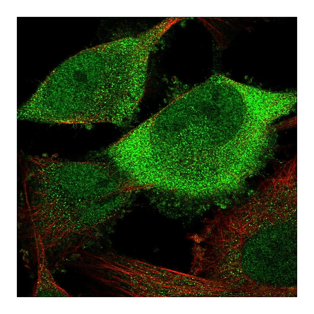 Atlas Antibodies Anti-CDC20 Antibody