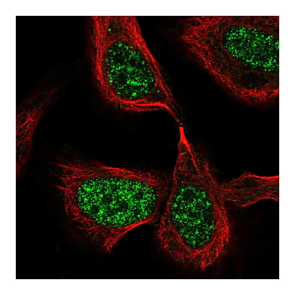 Atlas Antibodies Anti-CDC25C Antibody