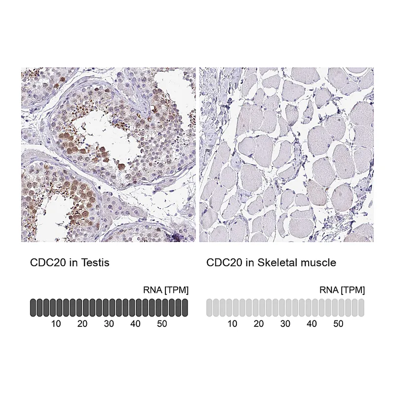 Atlas Antibodies Anti-CDC20 Antibody