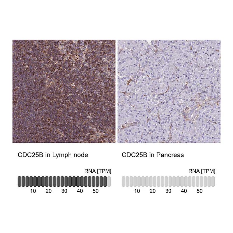 Atlas Antibodies Anti-CDC25B Antibody