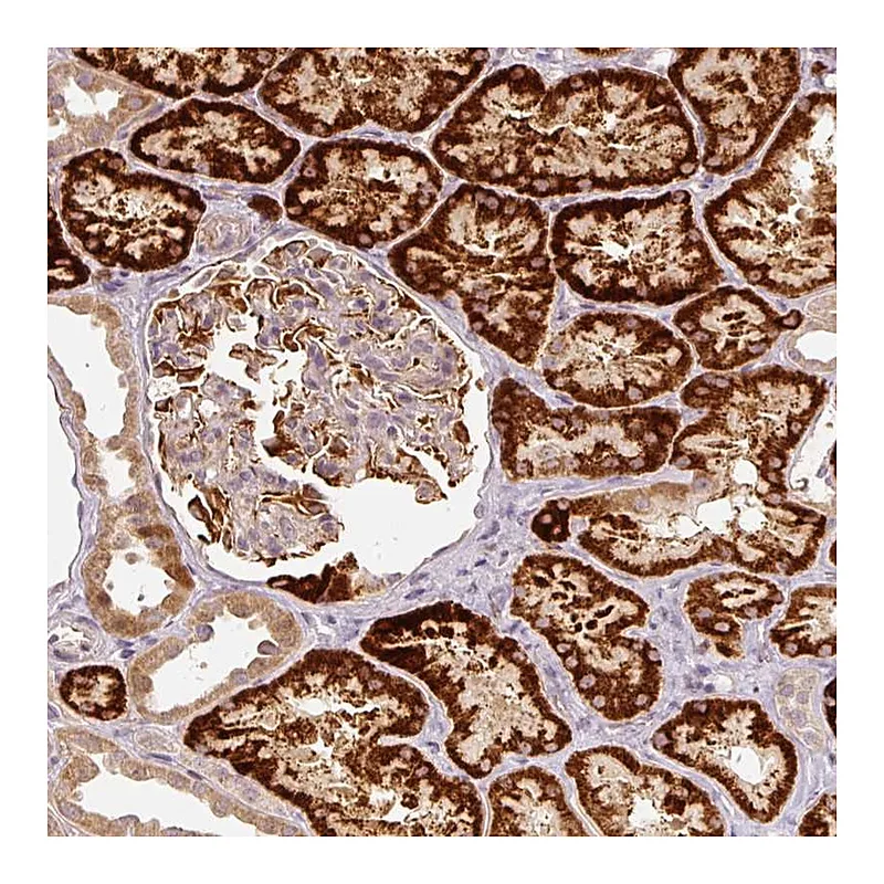 Atlas Antibodies Anti-CDC20B Antibody
