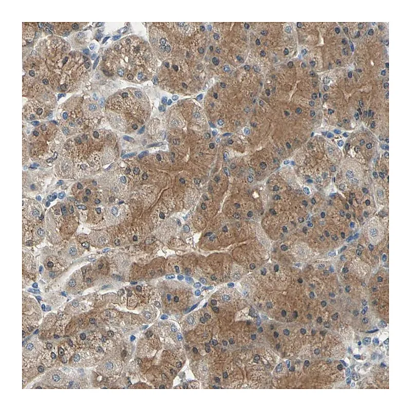 Atlas Antibodies Anti-CDC42EP1 Antibody