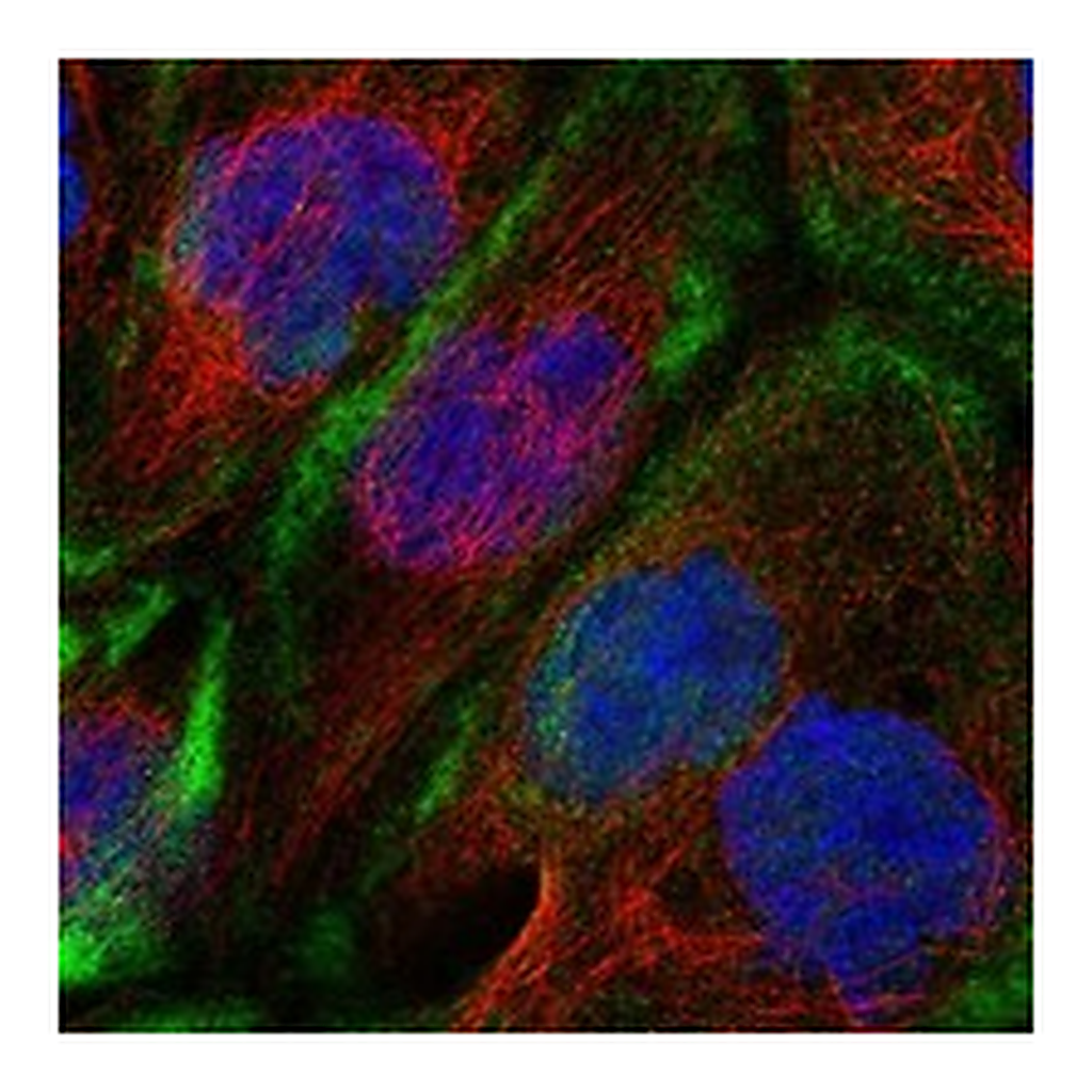 Atlas Antibodies Anti-CDC42EP1 Antibody