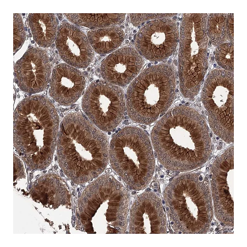 Atlas Antibodies Anti-CDC42EP2 Antibody