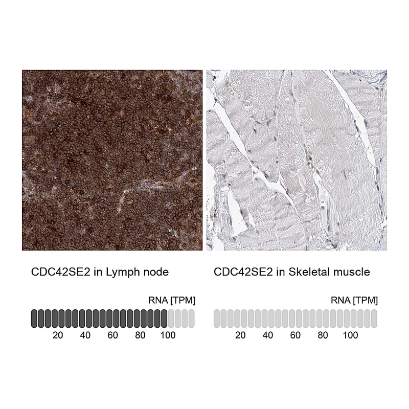 Atlas Antibodies Anti-CDC42SE2 Antibody