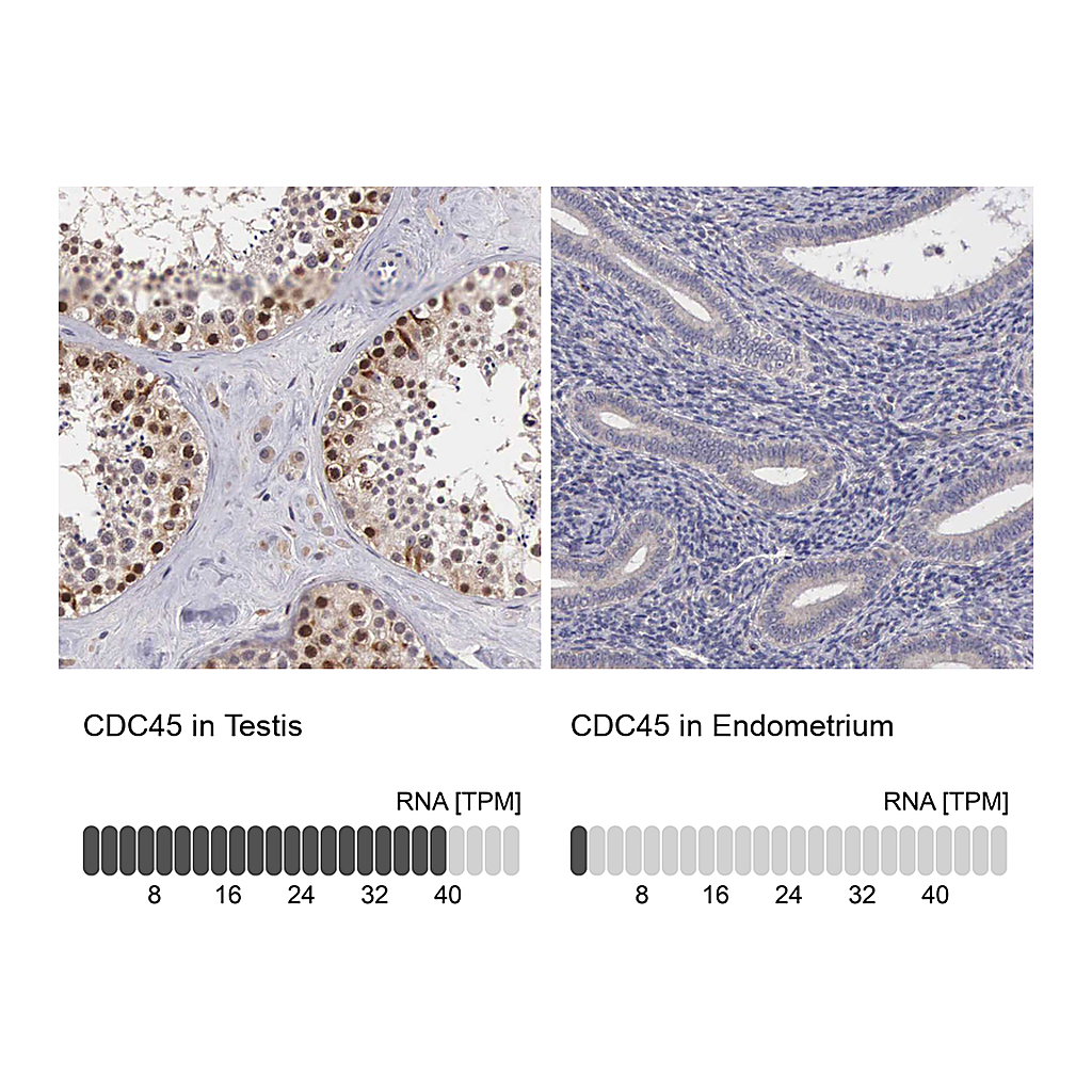 Atlas Antibodies Anti-CDC45 Antibody