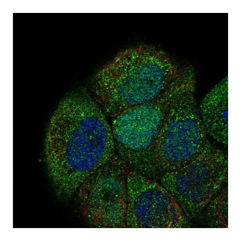 Atlas Antibodies Anti-CDC6 Antibody