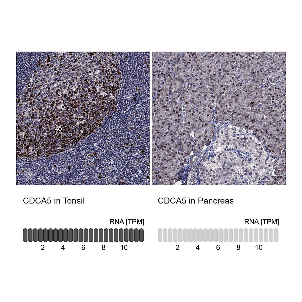 Atlas Antibodies Anti-CDCA5 Antibody
