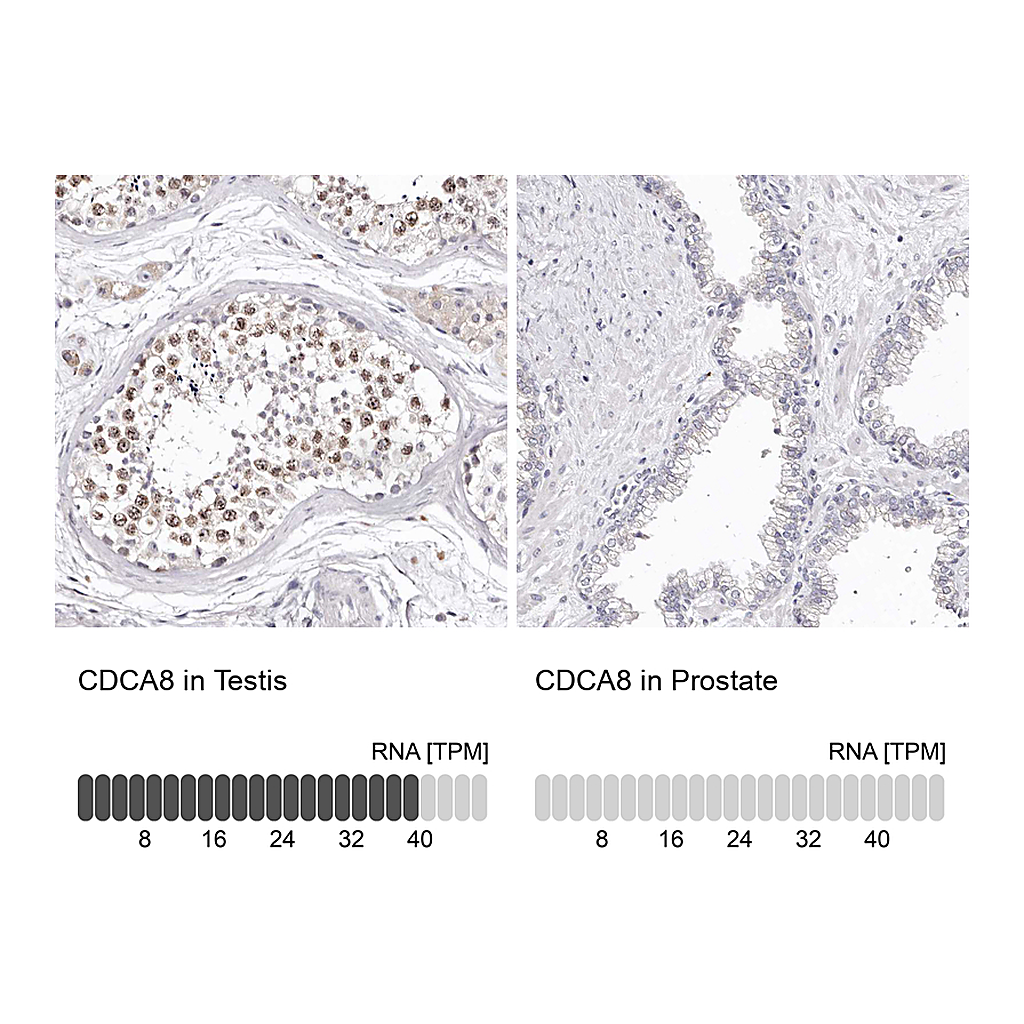 Atlas Antibodies Anti-CDCA8 Antibody