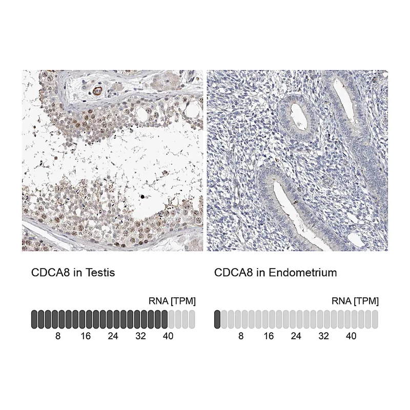 Atlas Antibodies Anti-CDCA8 Antibody