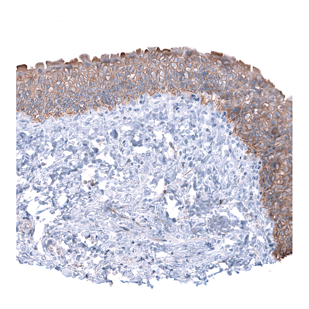 Atlas Antibodies Anti-CDH26 Antibody