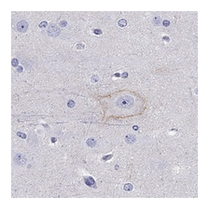 Atlas Antibodies Anti-CDH9 Antibody