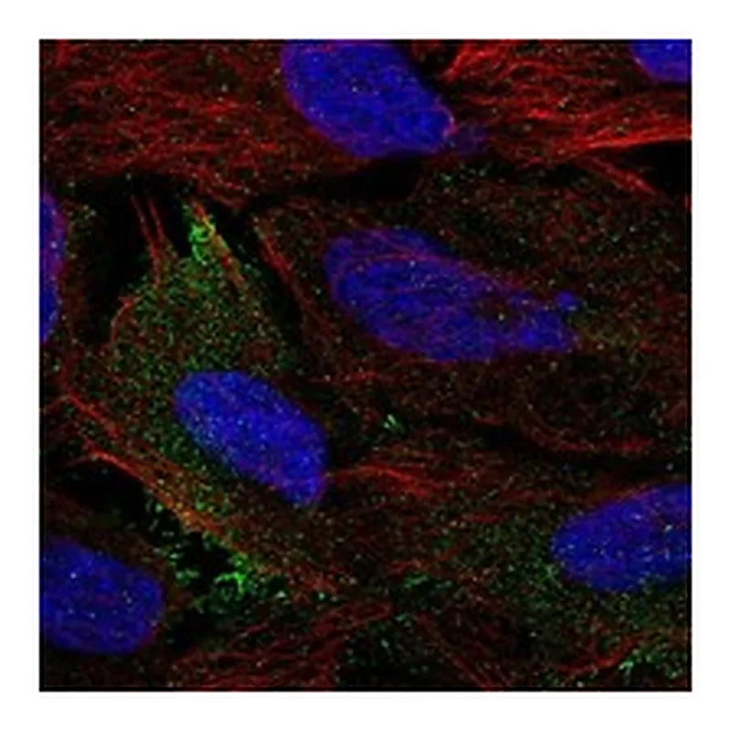 Atlas Antibodies Anti-CDH8 Antibody