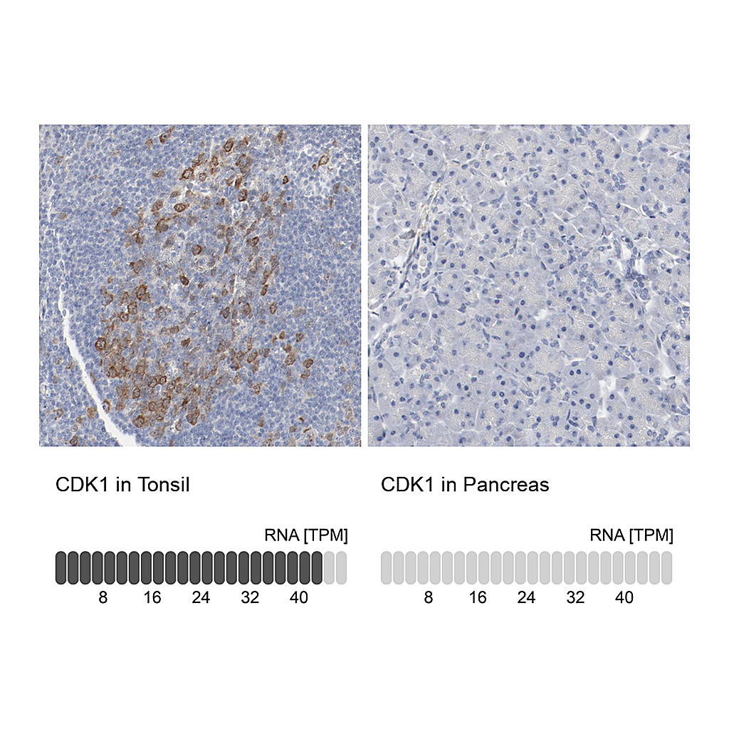 Atlas Antibodies Anti-CDK1 Antibody