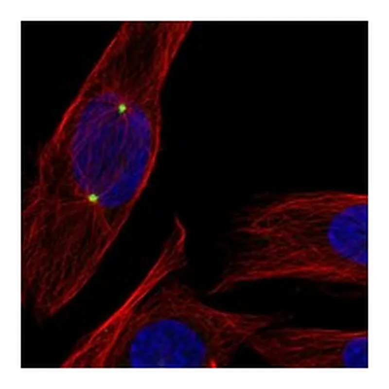 Atlas Antibodies Anti-CDK5RAP2 Antibody