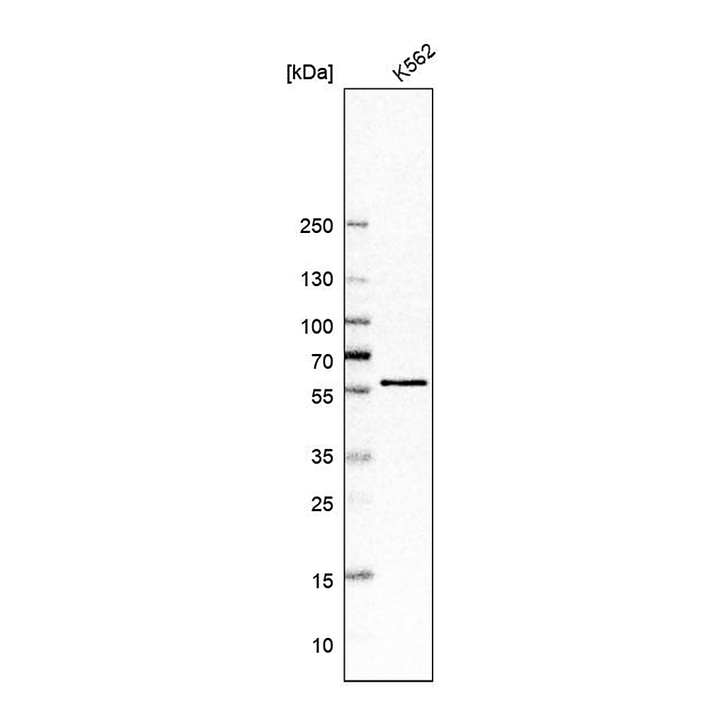 Atlas Antibodies Anti-CDK8 Antibody