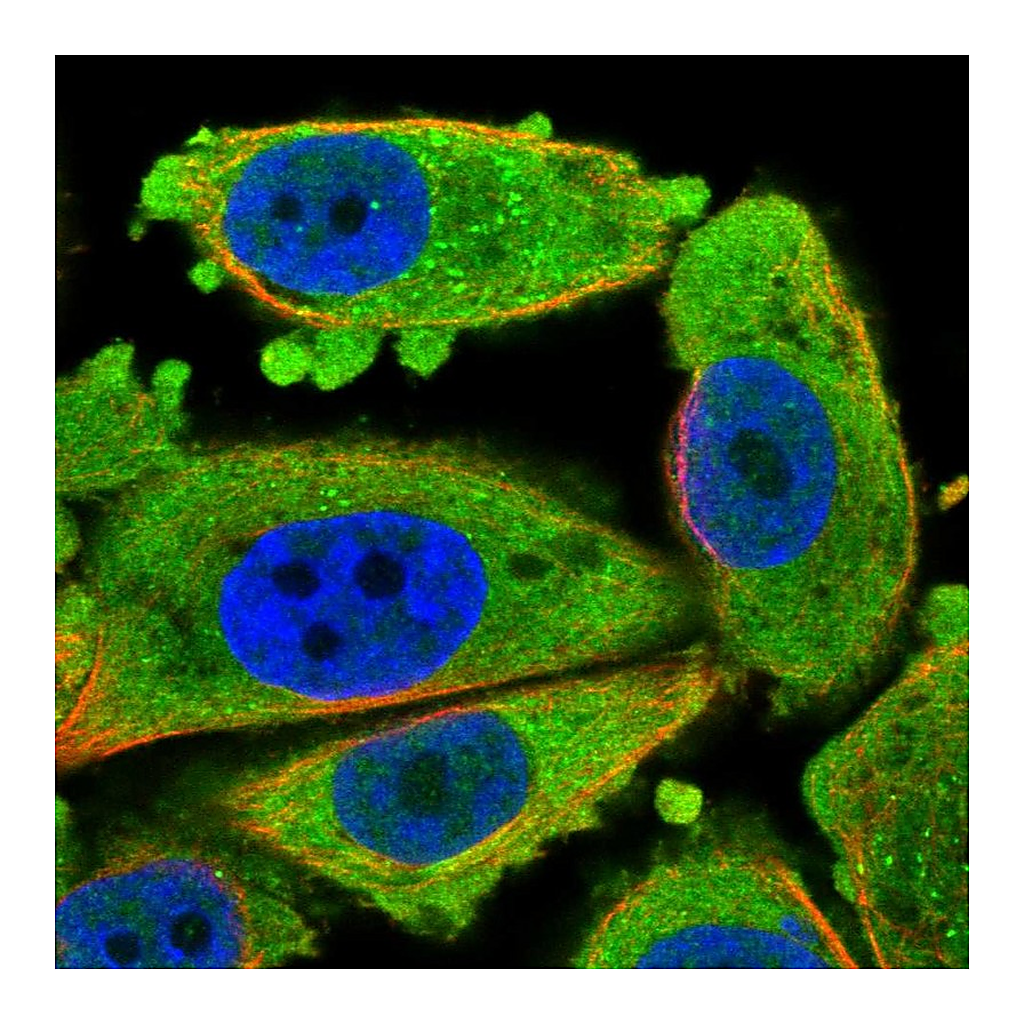 Atlas Antibodies Anti-CDKN3 Antibody