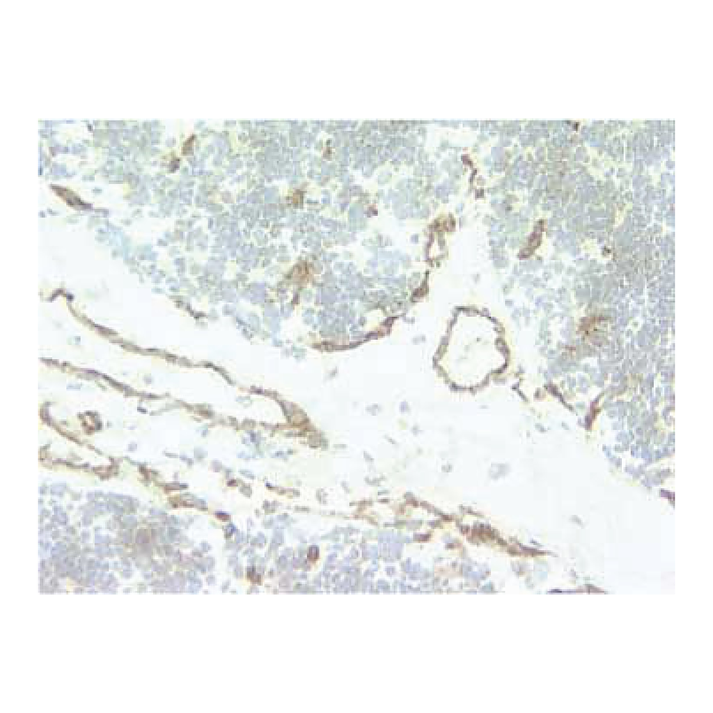 BD Purified Mouse Anti-Human CD31