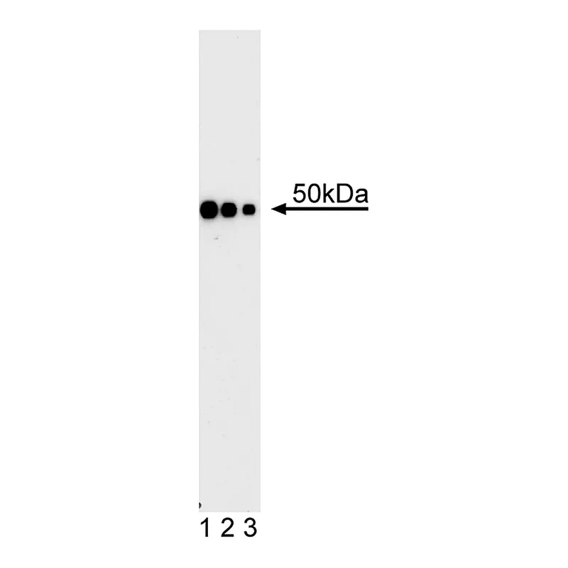 BD Purified Mouse anti-GATA4