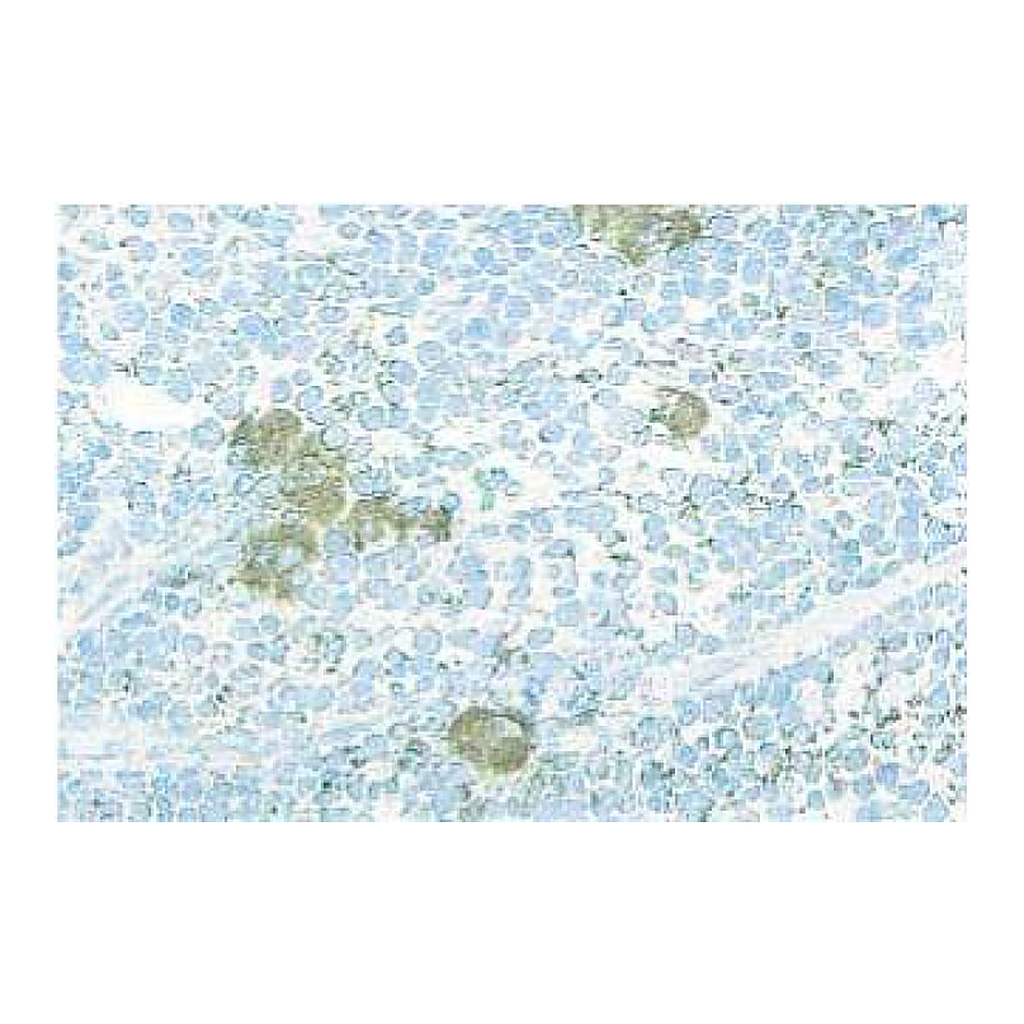 BD Purified Rat Anti-Mouse CD62P