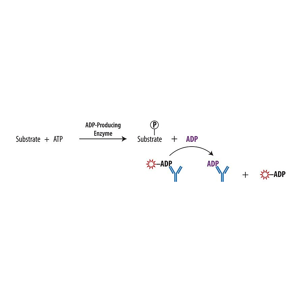 Merck Transcreener(R) ADP2 FP Assay